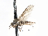  ( - CNC DIPTERA 103409)  @11 [ ] CreativeCommons - Attribution (2011) CNC/CBG Photography Group Centre for Biodiversity Genomics