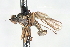  ( - CNC DIPTERA 103416)  @14 [ ] CreativeCommons - Attribution (2011) CNC/CBG Photography Group Centre for Biodiversity Genomics