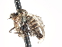  ( - CNC DIPTERA 103417)  @12 [ ] CreativeCommons - Attribution (2011) CNC/CBG Photography Group Centre for Biodiversity Genomics