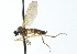  ( - CNC DIPTERA 103853)  @12 [ ] CreativeCommons - Attribution (2011) CNC/CBG Photography Group Centre for Biodiversity Genomics