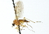  ( - CNC DIPTERA 103854)  @13 [ ] CreativeCommons - Attribution (2011) CNC/CBG Photography Group Centre for Biodiversity Genomics