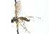  ( - CNC DIPTERA 103855)  @13 [ ] CreativeCommons - Attribution (2011) CNC/CBG Photography Group Centre for Biodiversity Genomics