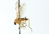  ( - CNC DIPTERA 103857)  @13 [ ] CreativeCommons - Attribution (2011) CNC/CBG Photography Group Centre for Biodiversity Genomics