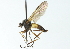  ( - CNC DIPTERA 103860)  @11 [ ] CreativeCommons - Attribution (2011) CNC/CBG Photography Group Centre for Biodiversity Genomics