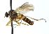  ( - CNC DIPTERA 103861)  @13 [ ] CreativeCommons - Attribution (2011) CNC/CBG Photography Group Centre for Biodiversity Genomics