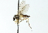  ( - CNC DIPTERA 103864)  @13 [ ] CreativeCommons - Attribution (2011) CNC/CBG Photography Group Centre for Biodiversity Genomics