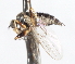  ( - CNC DIPTERA 105460)  @13 [ ] CreativeCommons - Attribution (2011) CNC/CBG Photography Group Centre for Biodiversity Genomics
