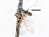  ( - CNC DIPTERA 105461)  @12 [ ] CreativeCommons - Attribution (2011) CNC/CBG Photography Group Centre for Biodiversity Genomics