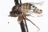  ( - CNC DIPTERA 105514)  @11 [ ] CreativeCommons - Attribution (2011) CNC/CBG Photography Group Centre for Biodiversity Genomics