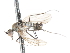  ( - CNC DIPTERA 103437)  @11 [ ] CreativeCommons - Attribution (2011) CNC/CBG Photography Group Centre for Biodiversity Genomics