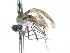  ( - CNC DIPTERA 103438)  @11 [ ] CreativeCommons - Attribution (2011) CNC/CBG Photography Group Centre for Biodiversity Genomics