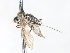  ( - CNC DIPTERA 103441)  @11 [ ] CreativeCommons - Attribution (2011) CNC/CBG Photography Group Centre for Biodiversity Genomics