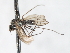  ( - CNC DIPTERA 103446)  @11 [ ] CreativeCommons - Attribution (2011) CNC/CBG Photography Group Centre for Biodiversity Genomics