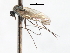  ( - CNC DIPTERA 103447)  @11 [ ] CreativeCommons - Attribution (2011) CNC/CBG Photography Group Centre for Biodiversity Genomics