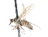  ( - CNC DIPTERA 103450)  @11 [ ] CreativeCommons - Attribution (2011) CNC/CBG Photography Group Centre for Biodiversity Genomics