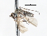  ( - CNC DIPTERA 103451)  @11 [ ] CreativeCommons - Attribution (2011) CNC/CBG Photography Group Centre for Biodiversity Genomics