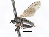  ( - CNC DIPTERA 103453)  @13 [ ] CreativeCommons - Attribution (2011) CNC/CBG Photography Group Centre for Biodiversity Genomics
