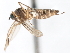  ( - CNC DIPTERA 103456)  @11 [ ] CreativeCommons - Attribution (2011) CNC/CBG Photography Group Centre for Biodiversity Genomics