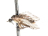  ( - CNC DIPTERA 103458)  @11 [ ] CreativeCommons - Attribution (2011) CNC/CBG Photography Group Centre for Biodiversity Genomics