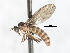  ( - CNC DIPTERA 103460)  @11 [ ] CreativeCommons - Attribution (2011) CNC/CBG Photography Group Centre for Biodiversity Genomics