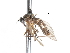  ( - CNC DIPTERA 103461)  @11 [ ] CreativeCommons - Attribution (2011) CNC/CBG Photography Group Centre for Biodiversity Genomics