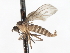  (Roederiodes lawrencei - CNC DIPTERA 103478)  @11 [ ] CreativeCommons - Attribution (2011) CNC/CBG Photography Group Centre for Biodiversity Genomics