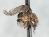 ( - CNC DIPTERA 103479)  @11 [ ] CreativeCommons - Attribution (2011) CNC/CBG Photography Group Centre for Biodiversity Genomics