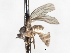 ( - CNC DIPTERA 103481)  @11 [ ] CreativeCommons - Attribution (2011) CNC/CBG Photography Group Centre for Biodiversity Genomics