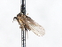  (Roederiodes woodi - CNC DIPTERA 103482)  @11 [ ] CreativeCommons - Attribution (2011) CNC/CBG Photography Group Centre for Biodiversity Genomics