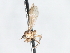  ( - CNC DIPTERA 103484)  @11 [ ] CreativeCommons - Attribution (2011) CNC/CBG Photography Group Centre for Biodiversity Genomics