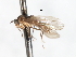  (Roederiodes sp. 2 - CNC DIPTERA 103485)  @11 [ ] CreativeCommons - Attribution (2011) CNC/CBG Photography Group Centre for Biodiversity Genomics