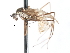  ( - CNC DIPTERA 103492)  @11 [ ] CreativeCommons - Attribution (2011) CNC/CBG Photography Group Centre for Biodiversity Genomics
