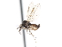  ( - CNC DIPTERA 103387)  @12 [ ] CreativeCommons - Attribution (2011) CNC/CBG Photography Group Centre for Biodiversity Genomics
