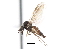  ( - CNC DIPTERA 103388)  @13 [ ] CreativeCommons - Attribution (2011) CNC/CBG Photography Group Centre for Biodiversity Genomics