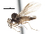  ( - CNC DIPTERA 103389)  @12 [ ] CreativeCommons - Attribution (2011) CNC/CBG Photography Group Centre for Biodiversity Genomics