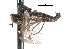  (Iteaphila vetula - CNC DIPTERA 103390)  @14 [ ] CreativeCommons - Attribution (2011) CNC/CBG Photography Group Centre for Biodiversity Genomics
