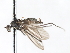  (Trichoclinocera agilis - CNC DIPTERA 103494)  @11 [ ] CreativeCommons - Attribution (2011) CNC/CBG Photography Group Centre for Biodiversity Genomics