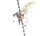  ( - CNC DIPTERA 103497)  @11 [ ] CreativeCommons - Attribution (2011) CNC/CBG Photography Group Centre for Biodiversity Genomics