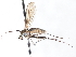  ( - CNC DIPTERA 103498)  @11 [ ] CreativeCommons - Attribution (2011) CNC/CBG Photography Group Centre for Biodiversity Genomics