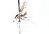  ( - CNC DIPTERA 103499)  @12 [ ] CreativeCommons - Attribution (2011) CNC/CBG Photography Group Centre for Biodiversity Genomics