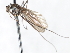  ( - CNC DIPTERA 103501)  @12 [ ] CreativeCommons - Attribution (2011) CNC/CBG Photography Group Centre for Biodiversity Genomics