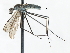  ( - CNC DIPTERA 103511)  @13 [ ] CreativeCommons - Attribution (2011) CNC/CBG Photography Group Centre for Biodiversity Genomics