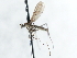  (Trichoclinocera ctenistes - CNC DIPTERA 103513)  @11 [ ] CreativeCommons - Attribution (2011) CNC/CBG Photography Group Centre for Biodiversity Genomics