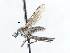  ( - CNC DIPTERA 103515)  @11 [ ] CreativeCommons - Attribution (2011) CNC/CBG Photography Group Centre for Biodiversity Genomics