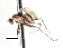  ( - CNC DIPTERA 103524)  @11 [ ] CreativeCommons - Attribution (2011) CNC/CBG Photography Group Centre for Biodiversity Genomics