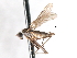  ( - CNC DIPTERA 103525)  @11 [ ] CreativeCommons - Attribution (2011) CNC/CBG Photography Group Centre for Biodiversity Genomics
