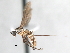  ( - CNC DIPTERA 103527)  @11 [ ] CreativeCommons - Attribution (2011) CNC/CBG Photography Group Centre for Biodiversity Genomics