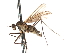  ( - CNC DIPTERA 103554)  @11 [ ] CreativeCommons - Attribution (2011) CNC/CBG Photography Group Centre for Biodiversity Genomics