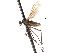  ( - CNC DIPTERA 103555)  @11 [ ] CreativeCommons - Attribution (2011) CNC/CBG Photography Group Centre for Biodiversity Genomics
