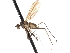  ( - CNC DIPTERA 103556)  @11 [ ] CreativeCommons - Attribution (2011) CNC/CBG Photography Group Centre for Biodiversity Genomics